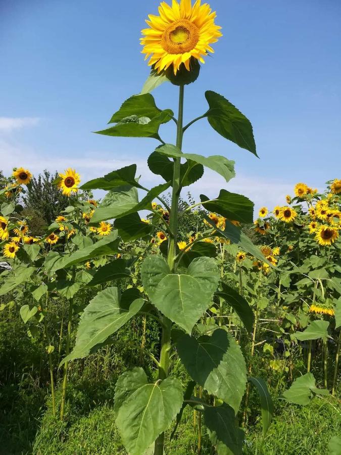 Ruralna Kuca Za Odmor Pozojova Hiza - Rural Holiday House Lopatinec Esterno foto